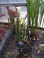 Sarracenia Leucophylla Blanche (fam Sarraceniacees) (S-E des USA) (Photo F. Mrugala)